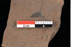 Foto (Detailansicht) von Glyptostrobus europaeus Brongniart (NHMW-GEO-2024-0188-0163)